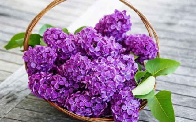 Các loài hoa màu tím đẹp trong tự nhiên hoa tử đinh hương