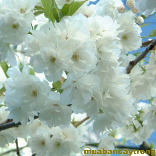 Hoa nhất chi mai – Hoa mai trắng độc đáo của người việt