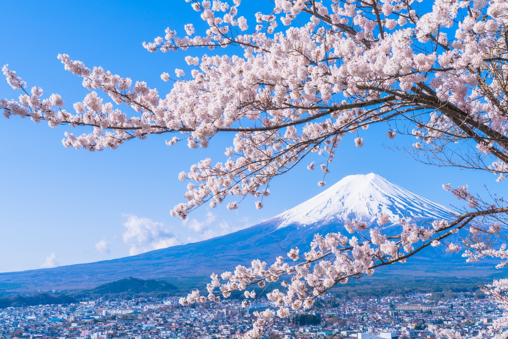 Hình ảnh hoa anh đào Nhật bản vào mùa đông lạnh giá