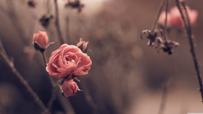 Những bức ảnh cổ điển về những bông hoa buồn