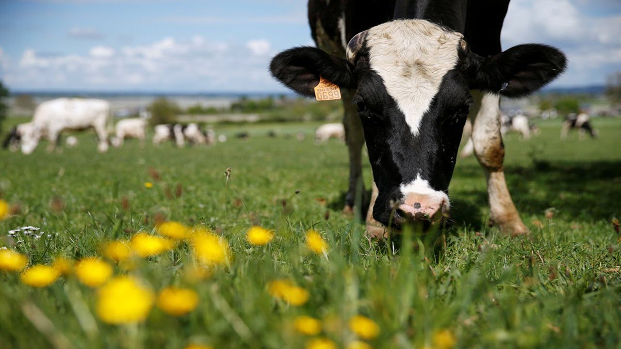 Hình nền bò sữa gặm cỏ