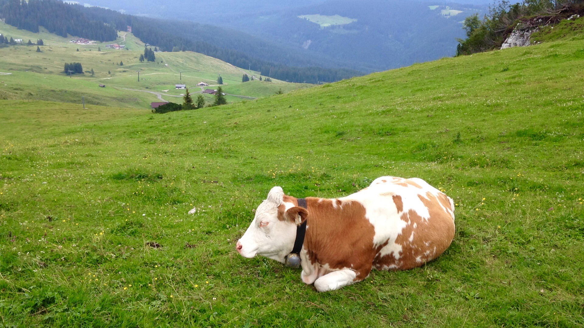 Hình nền bò sữa nghỉ ngơi