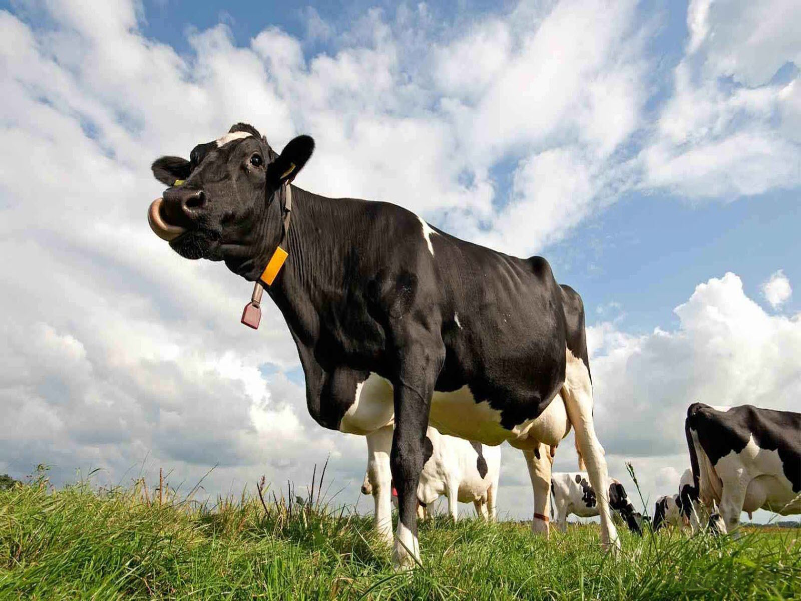 Hình nền về bò sữa vui nhộn