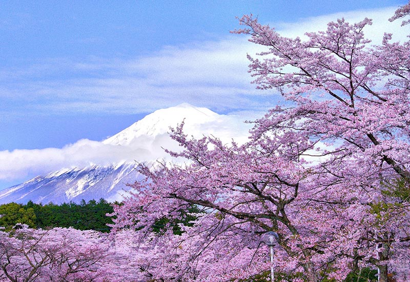 Hoa anh đào Nhật bản nở vào mùa nào